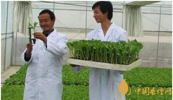 煙草專業大學排名，煙草專業就業前景好