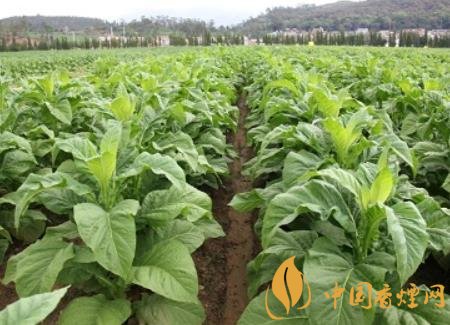 湖南瀏陽煙草局依托G80烤煙特色品種為煙農創收9375萬元!