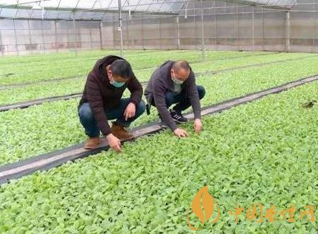 湖北省2020年煙葉育苗播種工作全面完成!